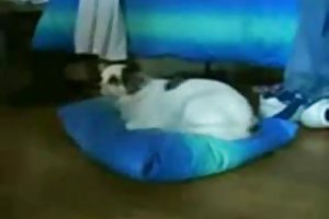 Sekaisin ajeltu pillu